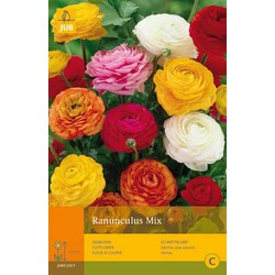 2 stuks - 10 Ranunculus Mivj