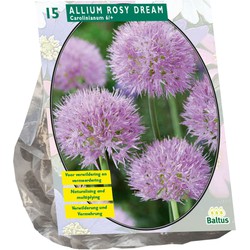 Bollen Allium Rosy Dreams 15 stuks