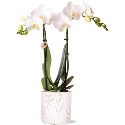 Kolibri Orchids | witte Phalaenopsis orchidee - Amabilis + Leaf pot green - potmaat Ø9cm | bloeiende kamerplant - vers van de kweker