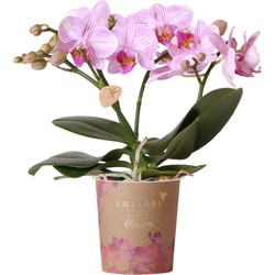 Kolibri Orchids | Phalaenopsis orchidee potmaat Ø9cm | Blossom Roze