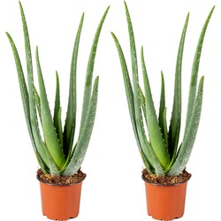 2x Aloe Vera Barbadensis - Vetplant - Kamerplant - Onderhoudsvriendelijk - ⌀12 cm - ↕35-40 cm
