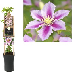 3 stuks - Klimplant Clematis Piilu 75 cm