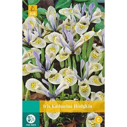 3 stuks - Iris Katharine Hodgkin 8 bollen