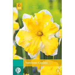 Narcissus Cassata, 3 bloembollen