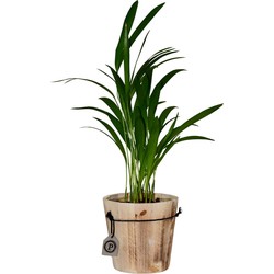 ZynesFlora - Areca Lutescens in Houten Sierpot - Kamerplant in pot - Ø 12 cm - Hoogte: 40 cm - Luchtzuiverend - Goudpalm - Palm - Kamerplant
