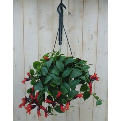 Hangplant Aeschynanthus - Warentuin Natuurlijk