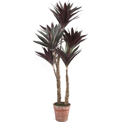 PTMD Tree Plant red yucca plant