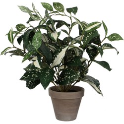 Cordyline h35 d25 cm groen in pot Stan d11,5 cm grey Edelman - E-Retail - Mica Decorations
