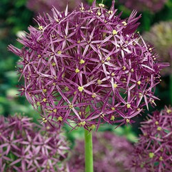 Allium Christophii x15 - Bloembollen - 15 stuks - Sierui paars