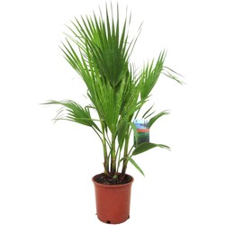 Washingtonia Robusta - Mexicaanse waaierpalm - Pot 21cm - Hoogte 70-90cm