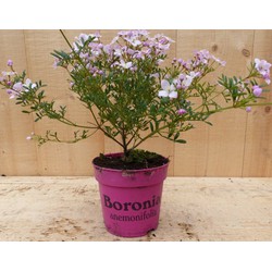 Boronia plant
