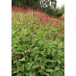 5 stuks - Persicaria amplexicaulis