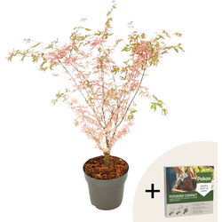 Japanse Esdoorn - Acer palmatum 'Taylor' - Hoogte 50-60cm - ⌀19cm