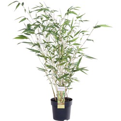 Hello Plants Phyllostachys Aureosulcata Reuzenbamboe - Heg Haag Plant - Ø 14 cm - Hoogte: 40 cm