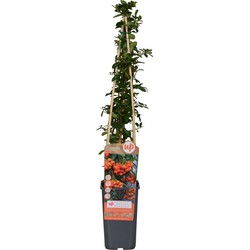 Hello Plants Pyracantha Orange Glow Orange Vuurdoorn - Heg Haag Plant - Ø 15 cm - Hoogte: 65 cm