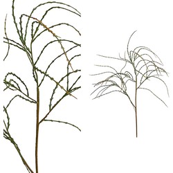 PTMD Succulent Willaagtak Kunstplant - 63 x 22 x 118 cm - Groen