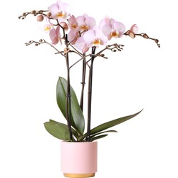 Kolibri Orchids | Roze Phalaenopsis orchidee Kikion in roze Gold Foot sierpot | potmaat Ø12cm