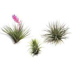 Tillandsia - Mix van 3 - Luchtplantjes - Makkelijke verzorging - Hoogte 5-15cm