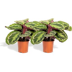 Hello Plants Calathea Medallion Pauwenplant - 2 Stuks - Ø 14 cm - Hoogte: 40 cm - Kamerplant