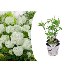 Hydrangea Strong Annabelle - Hortensia - Winterhard - Pot 19cm - Hoogte 30-40cm