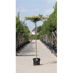 Haagbeuk vierkant dak Carpinus betulus h 230 cm st. omtrek 16 cm st. h 220 cm