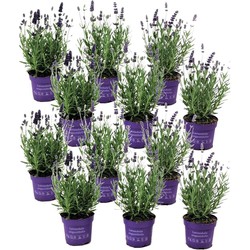 Lavendelplant - Lavandula angustifolia - Set van 12 - ⌀10,5cm - Hoogte 10-15cm