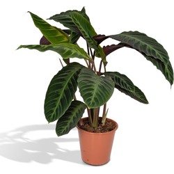 Hello Plants Calathea Warscewiczii Pauwenplant - Ø 19 cm - Hoogte 70 cm - Kamerplant