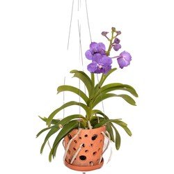 Vanda 'Botanica' in terracotta hangpot - Orchidee - Blauw - ⌀12cm - Hoogte 50cm