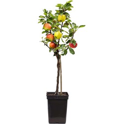 Appelboom 'Trio' - Malus - Pot 17cm - Hoogte 60-70cm