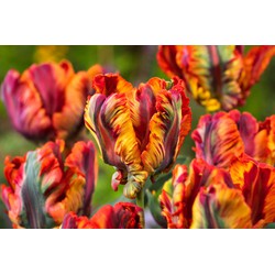 Tulipa Rasta Parrot - Tulpenbollen x20 - Bloembollen