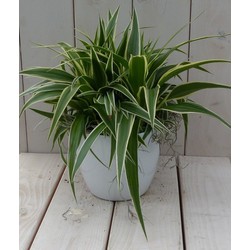 Chlorophytum in witte pot 25 cm