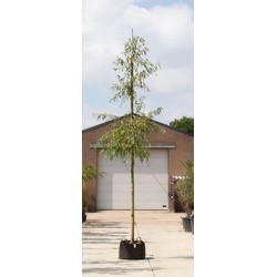 treurwilg Salix sepulcralis Chrysocoma h 325 cm st. omtrek 16 cm st. h 210 cm