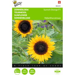 5 stuks - Saatgut Helianthus Sonnenblume Sunrich F1 - Buzzy
