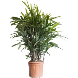 2 stuks! Bamboepalm Rhapis excelsa 70 cm - Warentuin Natuurlijk