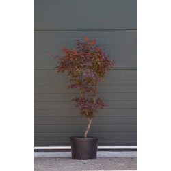 Rode Japanse esdoorn Bloodgood Acer palmatum Bloodgood h 137,5 cm