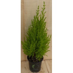 Cupressus Kamerconifeer 50 cm - Warentuin Natuurlijk