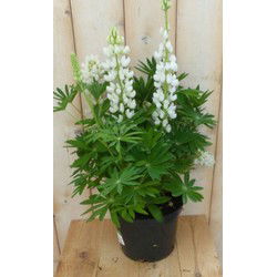 Lupinus wit 50 cm