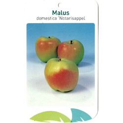 Malus Domestica Notarisappel - Oosterik Home