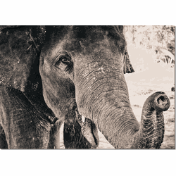 Label2X Muurrechthoek olifant closeup 56 x 80 cm - 56 x 80 cm
