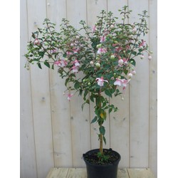 Fuchsia op stam 90 cm