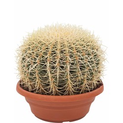 Echinocactus - Schoonmoedersstoel of Egelcactus