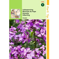 2 stuks - Lunaria Annua Biennis Violet Judaspenning - Hortitops