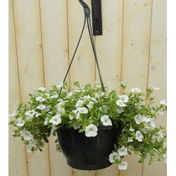5 stuks - Petunia Million Bells wit