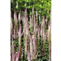 Veronicastrum virg. 'Roseum'