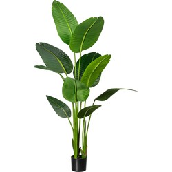 Kopu® Kunstplant Strelitzia Nicolai 160 cm Paradijsvogelplant 10 blad