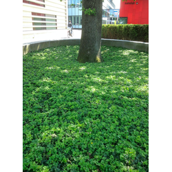 Plantenmat vasteplanten Waldsteinia Goudaardbei prijs per 1m2 cm Covergreen