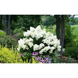 Hydrangea paniculata 'Bobo' - Pluimhortensia - Pot 19cm - Hoogte 25-40cm