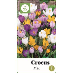 2 stuks - Crocus Mix 80 bollen