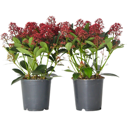 Skimmia - Set van 2 - Skimmia japonica 'Rubella' - Hoogte 35-45cm - ⌀15cm