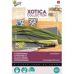 Xotica Zitronengras Samen - Buzzy